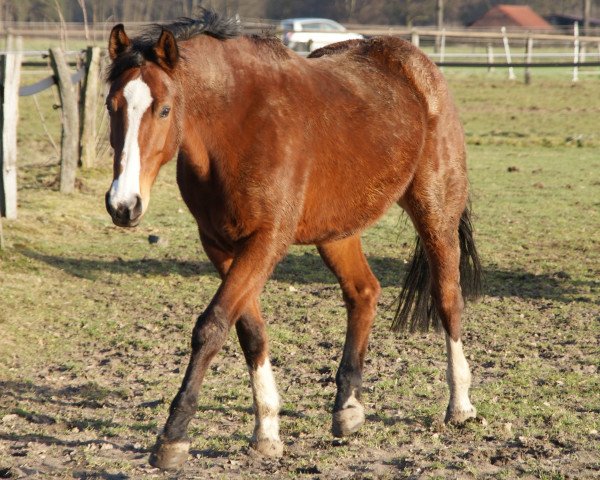 horse Ronja (Rhinelander, 1999, from Rilke)