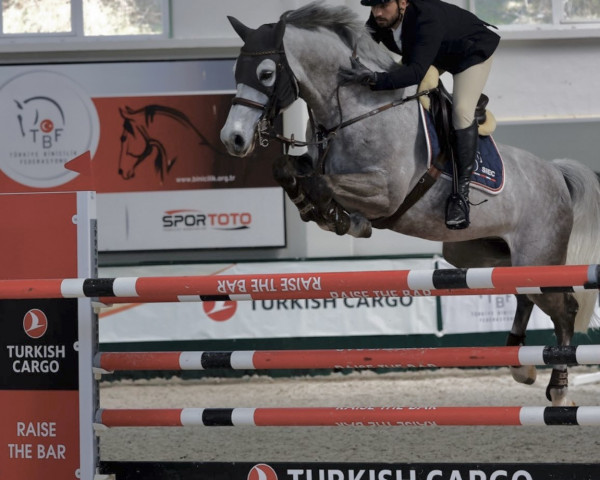 jumper Siec Caruso (Westphalian, 2015, from Cornet Obolensky) jumper Siec Caruso (Westphalian, 2015, from Cornet Obolensky)