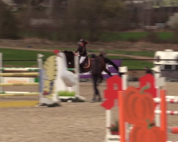 Reitturnier Zwickau 2023