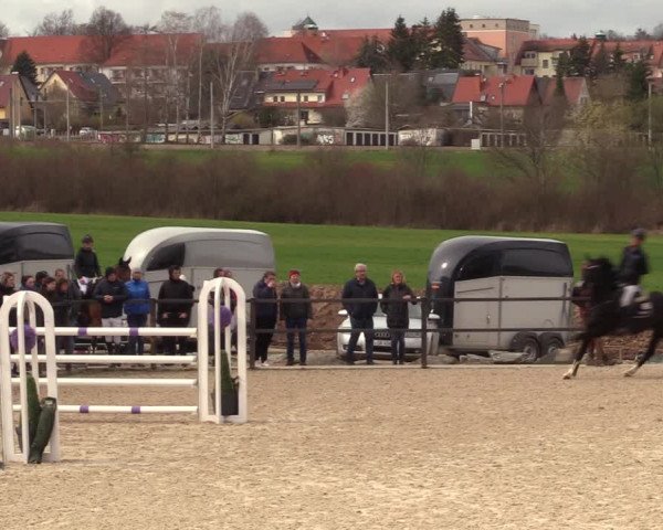Reitturnier Zwickau 2023