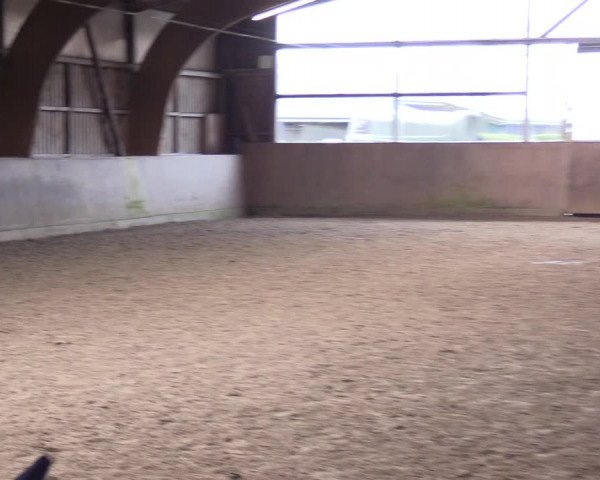 Reitturnier Jubiläumsturnier RC Damp - Reiterhof Tramm 2023