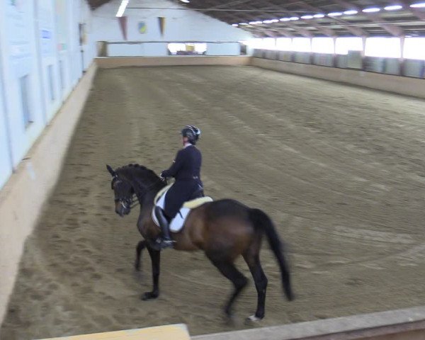 Reitturnier Kottingbrunn 2023