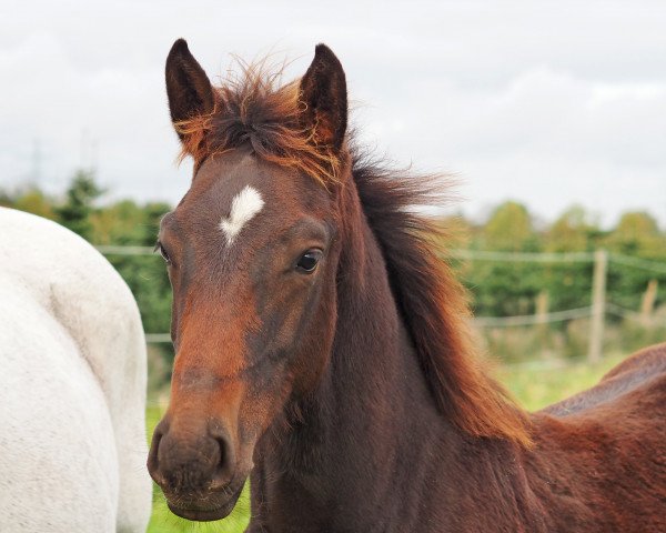 horse Balourano KS (Oldenburg show jumper, 2021, from Balou du Rouet)