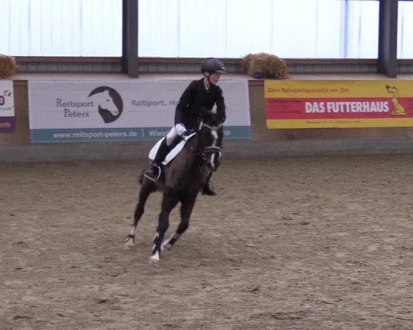 Reitturnier Jubiläumsturnier RC Damp - Reiterhof Tramm 2023