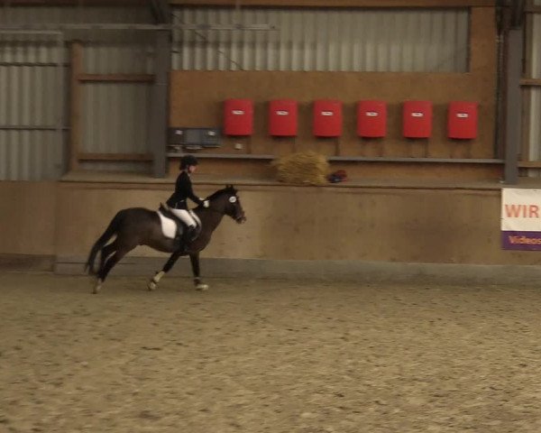 Reitturnier Jubiläumsturnier RC Damp - Reiterhof Tramm 2023
