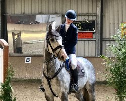 Springpferd Hansemann 5 (Oldenburger Springpferd, 2018, von HICKSTEAD WHITE)