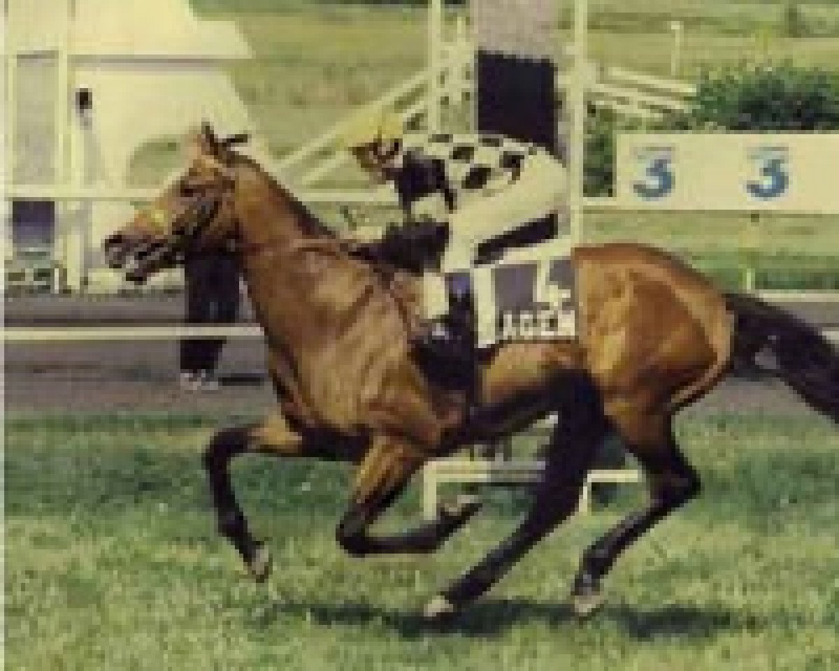 Deckhengst Dearling Joli AA (Anglo-Araber, 1994, von Dearling AA)