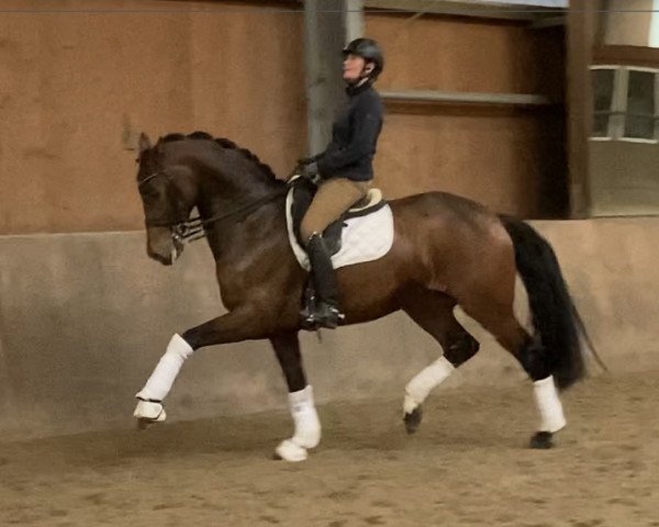 Dressurpferd Take It Light RM (Oldenburger, 2014, von Tailormade Temptation)