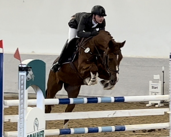 jumper Zorro (German Sport Horse, 2017, from Balou Peggio)