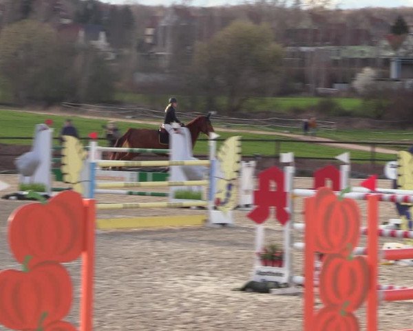 Reitturnier Zwickau 2023