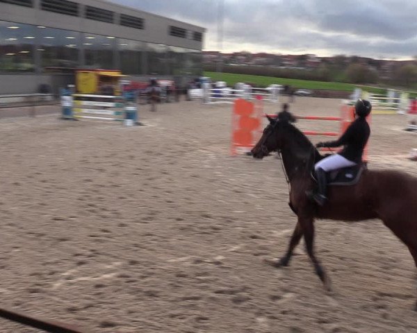 Reitturnier Zwickau 2023