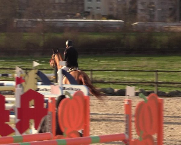 Reitturnier Zwickau 2023