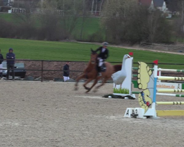 Reitturnier Zwickau 2023