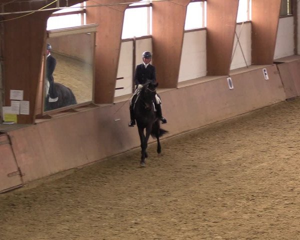 Reitturnier Bad Salzuflen 2023