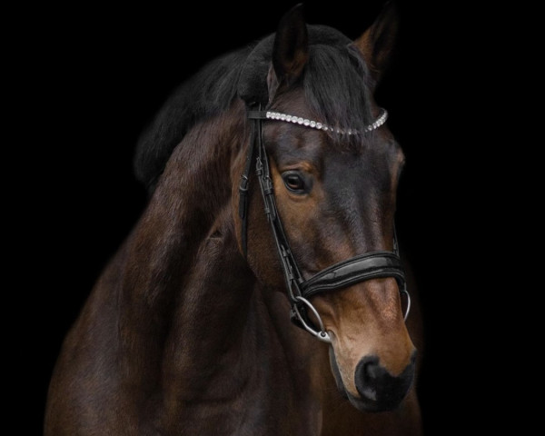 horse Lapaz TN (Trakehner, 2011, from Benz)
