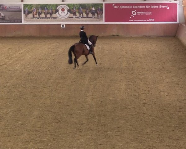 Reitturnier Bad Salzuflen 2023