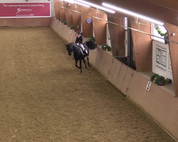 Reitturnier Bad Salzuflen 2023
