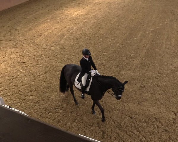 Reitturnier Bad Salzuflen 2023