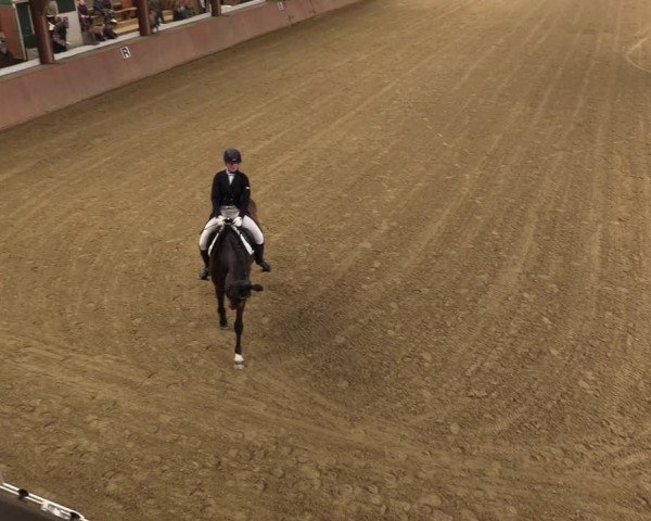 Reitturnier Bad Salzuflen 2023