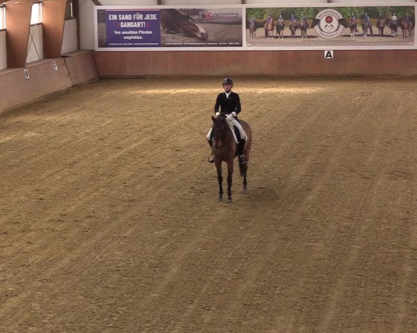 Reitturnier Bad Salzuflen 2023