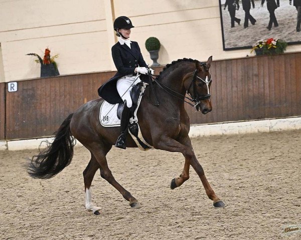 dressage horse Sunflower G (Hanoverian, 2013, from Sir Donnerhall I)