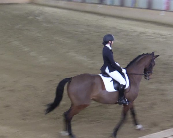 Reitturnier Kottingbrunn 2023