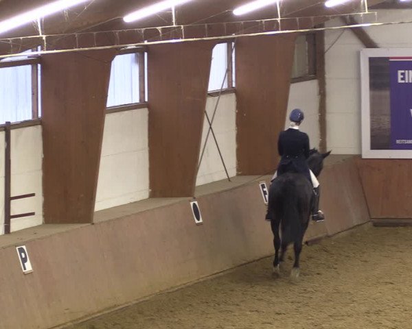 Reitturnier Bad Salzuflen 2023
