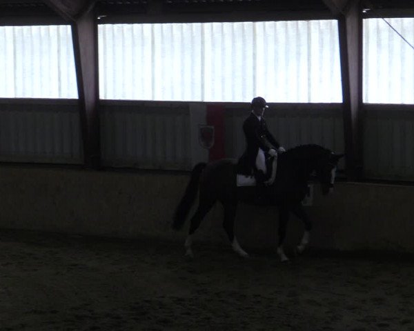 Reitturnier Kottingbrunn 2023