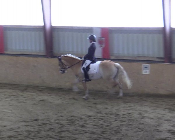 Reitturnier Kottingbrunn 2023