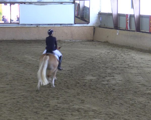 Reitturnier Kottingbrunn 2023