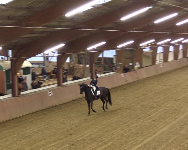 Reitturnier Bad Salzuflen 2023