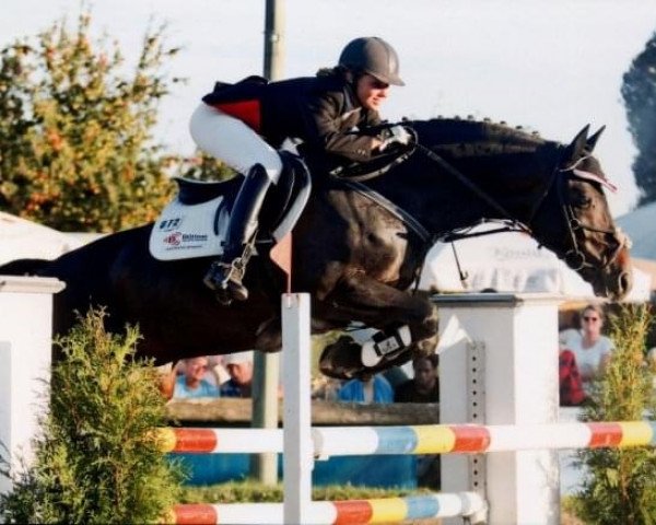 jumper Cascadeur 66 (Hanoverian, 2001, from Continue)
