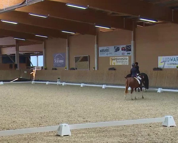 Reitturnier Grafenrheinfeld/Ufr. 2021