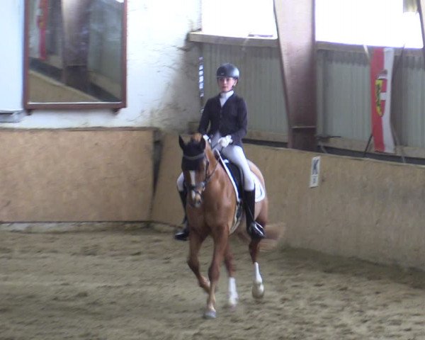 Reitturnier Kottingbrunn 2023