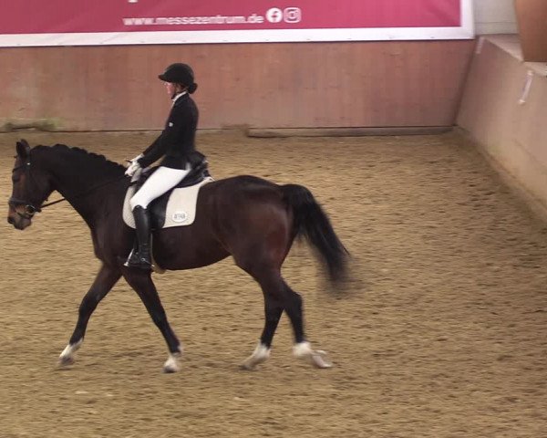 Reitturnier Bad Salzuflen 2023