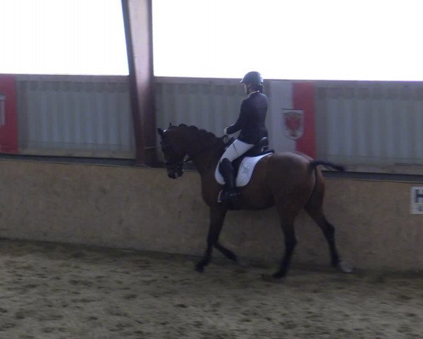 Reitturnier Kottingbrunn 2023