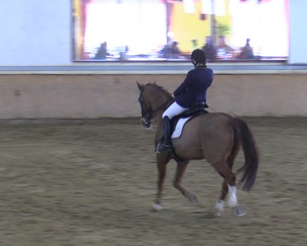 Reitturnier Kottingbrunn 2023