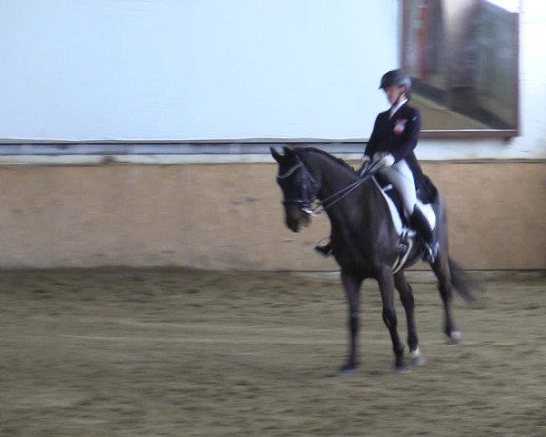 Reitturnier Kottingbrunn 2023