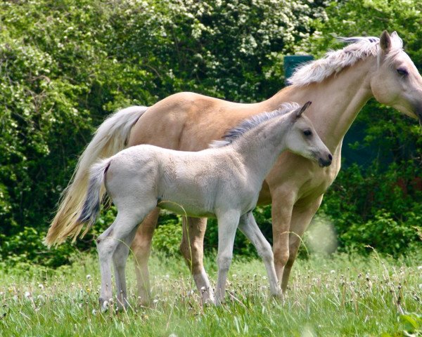 horse Delight (German Riding Pony, 2021, from D-Power AT)