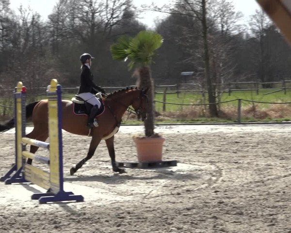Reitturnier Handorf 2023