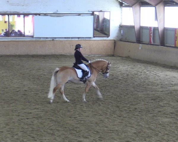 Reitturnier Kottingbrunn 2023