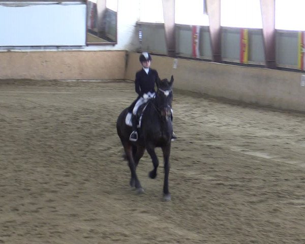 Reitturnier Kottingbrunn 2023