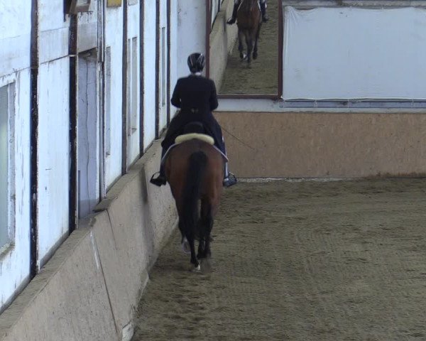 Reitturnier Kottingbrunn 2023