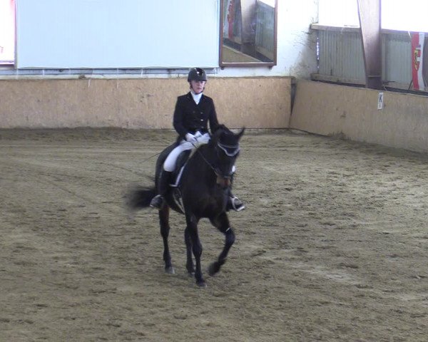 Reitturnier Kottingbrunn 2023