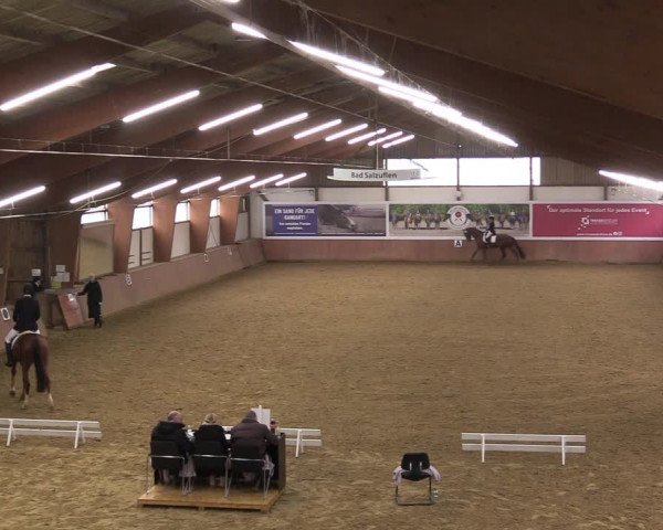 Reitturnier Bad Salzuflen 2023