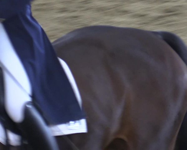 Reitturnier Kottingbrunn 2023