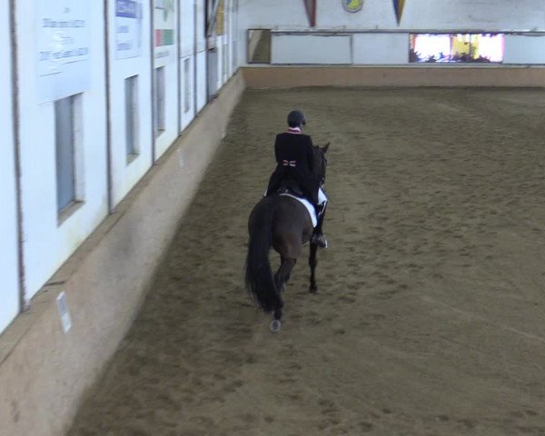 Reitturnier Kottingbrunn 2023