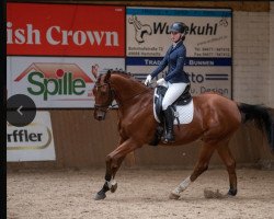 dressage horse Chicarto (Holsteiner, 2005, from Chico's Boy)
