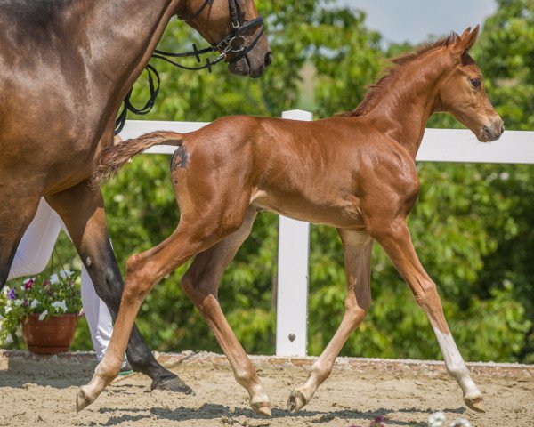 horse Calle-Blue (German Sport Horse, 2019, from Casalido)