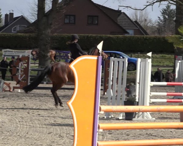 Reitturnier Handorf 2023